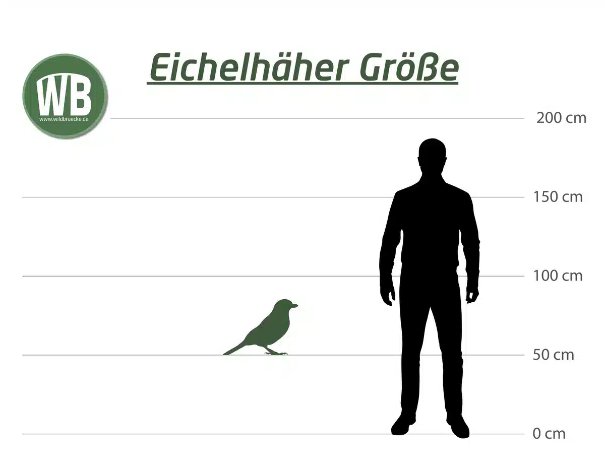 Größe zum Menschen - Wildtiere in Europa