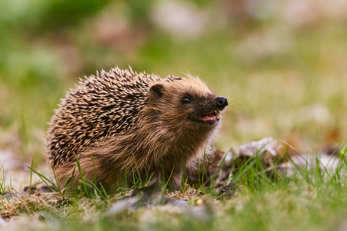 Igel Geräusch - Wildtiere in Europa