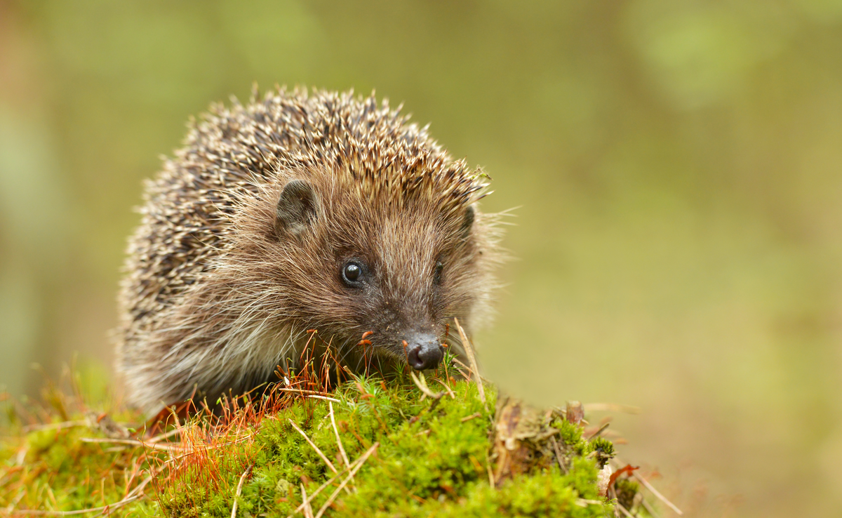 Igel Geräusche - Wildtiere in Europa