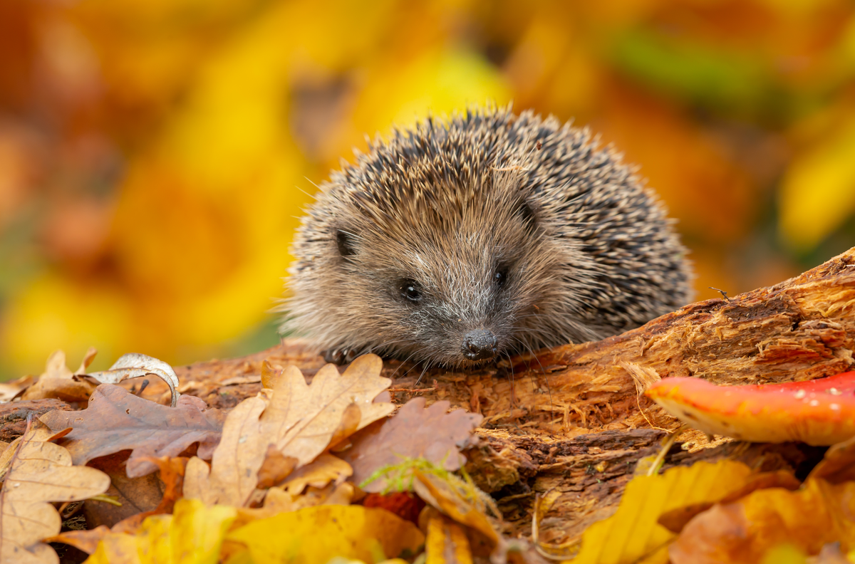 Igel Herbst - Wildtiere in Europa
