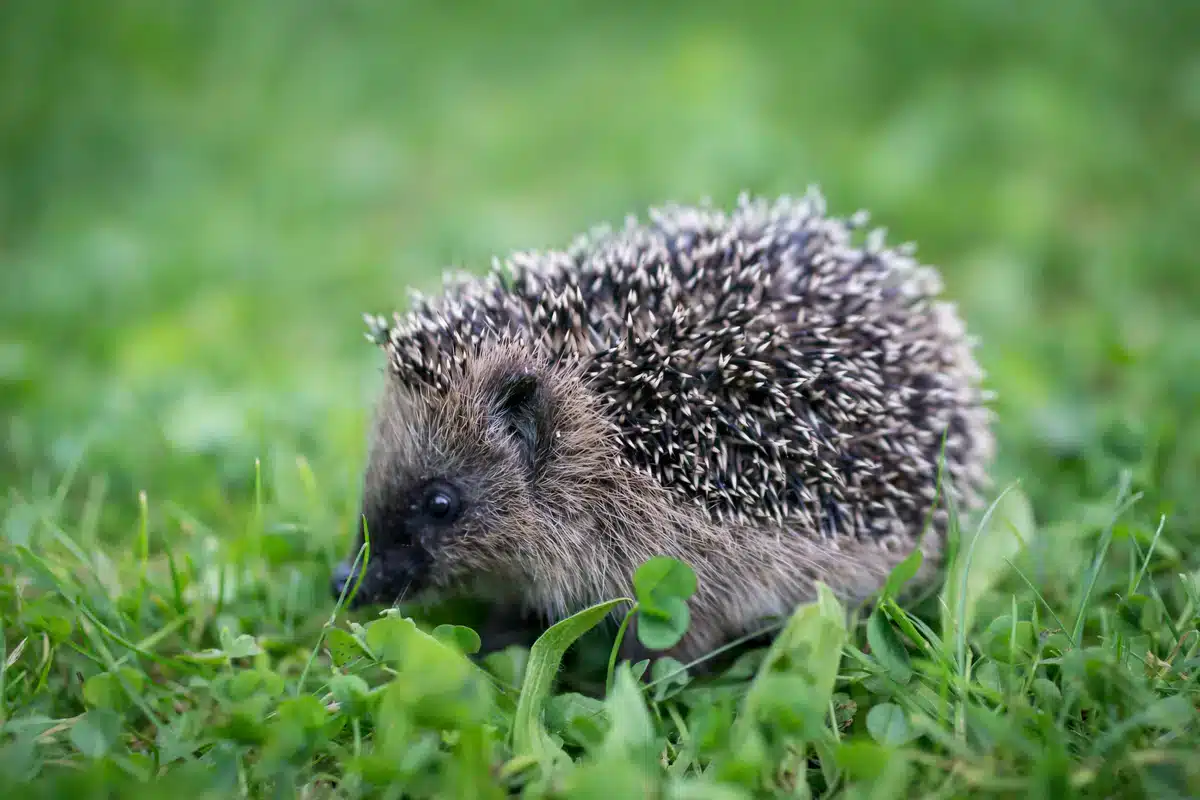 Igel Löcher in den Rasen - Wildtiere in Europa