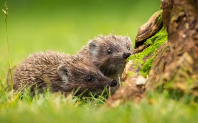 Igel Nachwuchs: Alles Wichtige über Geburt, Aufzucht und Schutz der Jungtiere
