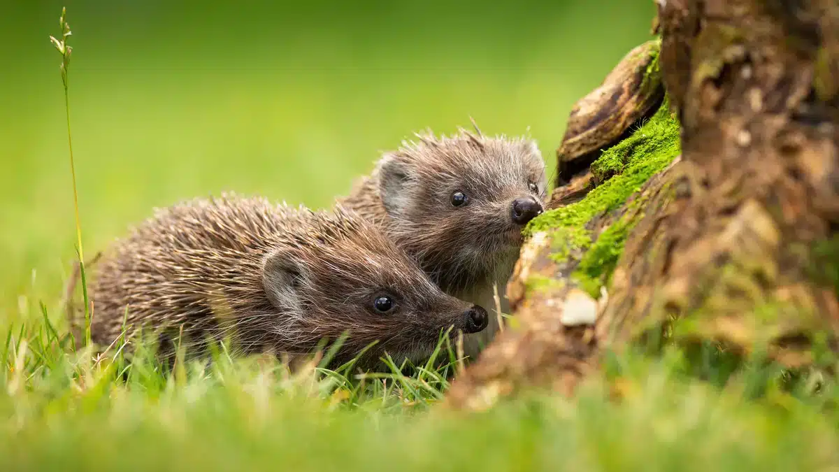 Igel Nachwuchs - Wildtiere in Europa Igel Nachwuchs - Wildtiere in Europa