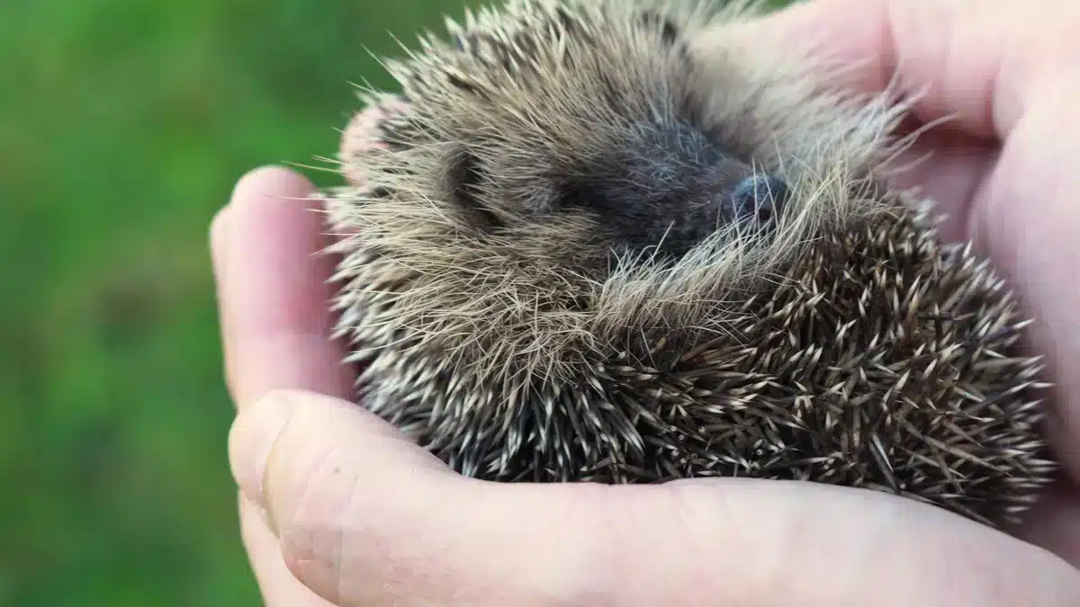 Igel Vorwarnliste - Wildtiere in Europa