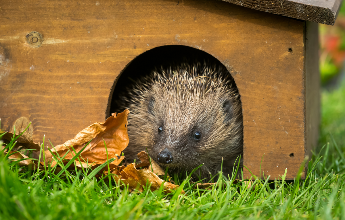 Igel Winterschlaf wann er beginnt und wo sie ihn halten - Wildtiere in Europa