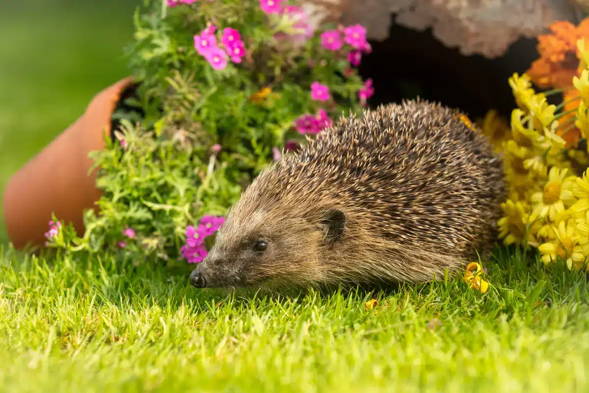 Igel im Garten - Wildtiere in Europa Igel im Garten - Wildtiere in Europa