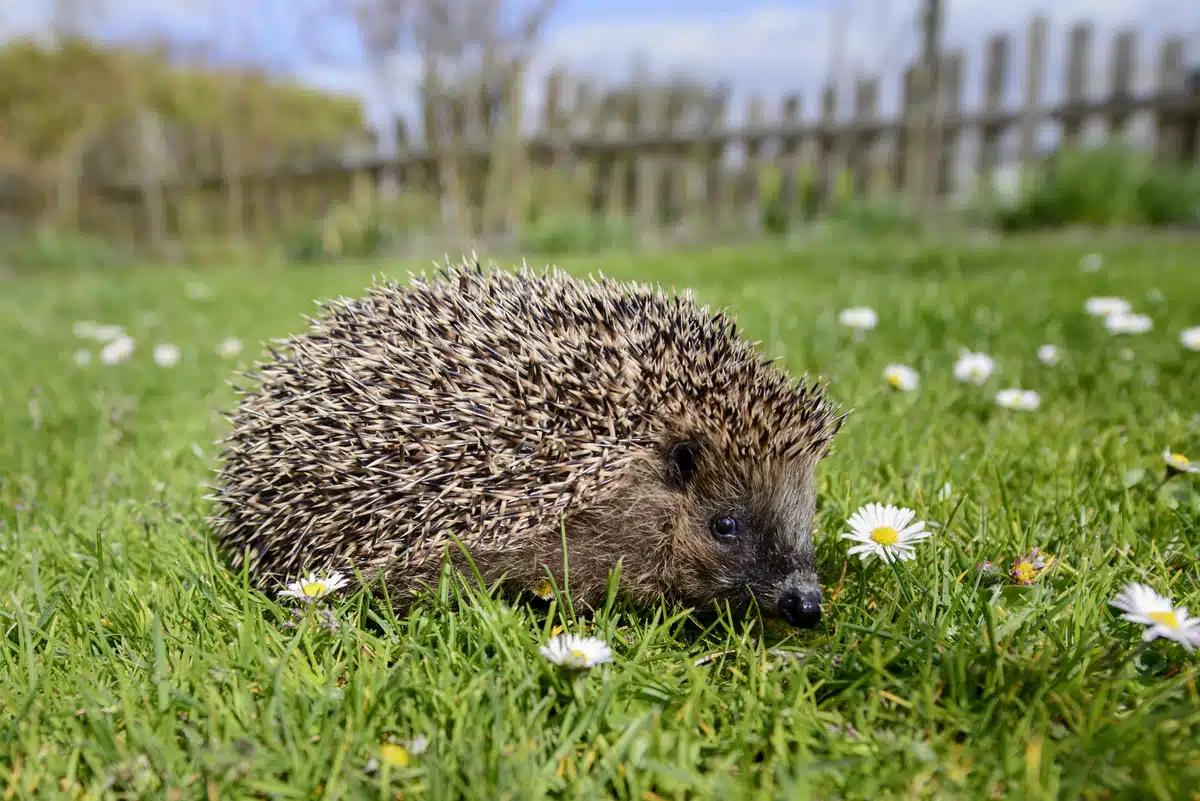 Igel im Garten - Wildtiere in Europa