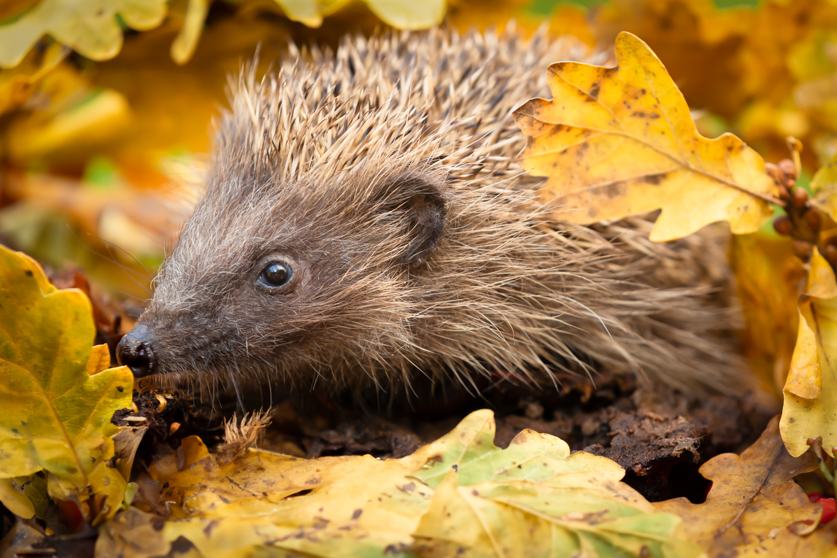 Igel im Herbst - Wildtiere in Europa