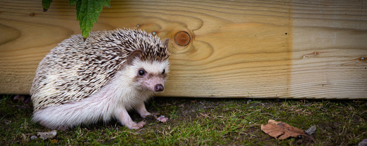 Igel in weiss - Wildtiere in Europa