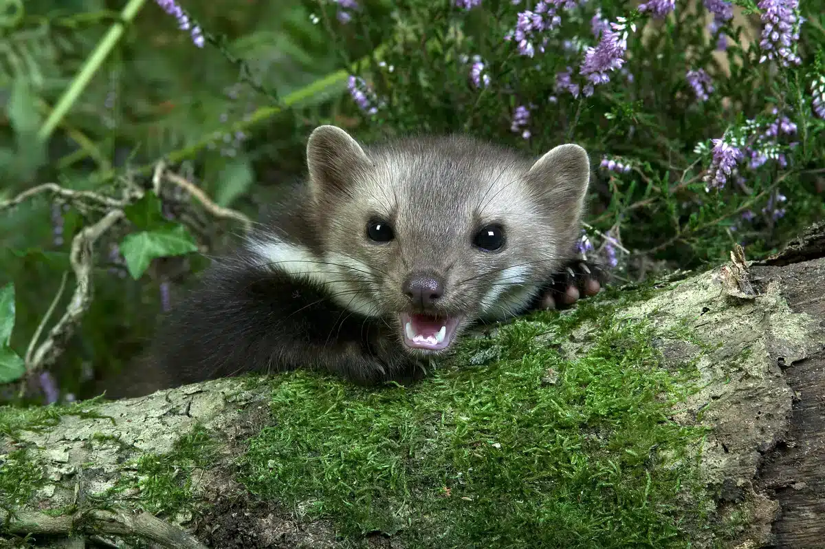 Ist der Steinmarder gefährlich - Wildtiere in Europa