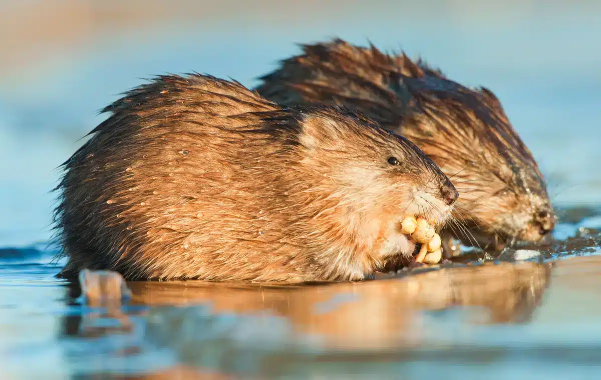Ist eine Bisamratte meldepflichtig - Wildtiere in Europa