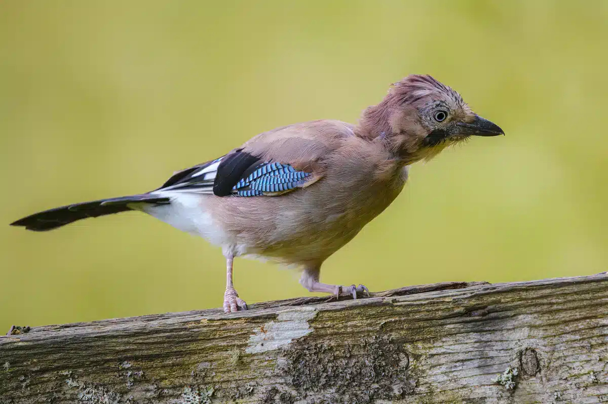 Jungvogel Eichelhäher - Wildtiere in Europa