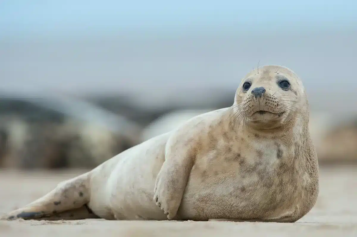 Kegelrobbe Gewicht - Wildtiere in Europa Kegelrobbe Gewicht - Wildtiere in Europa