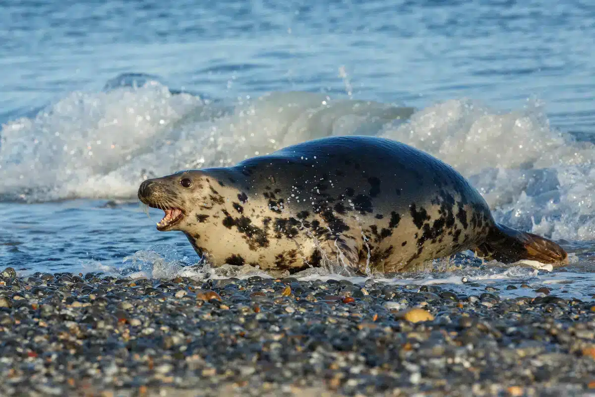 Kegelrobbe Größe - Wildtiere in Europa Kegelrobbe Größe - Wildtiere in Europa