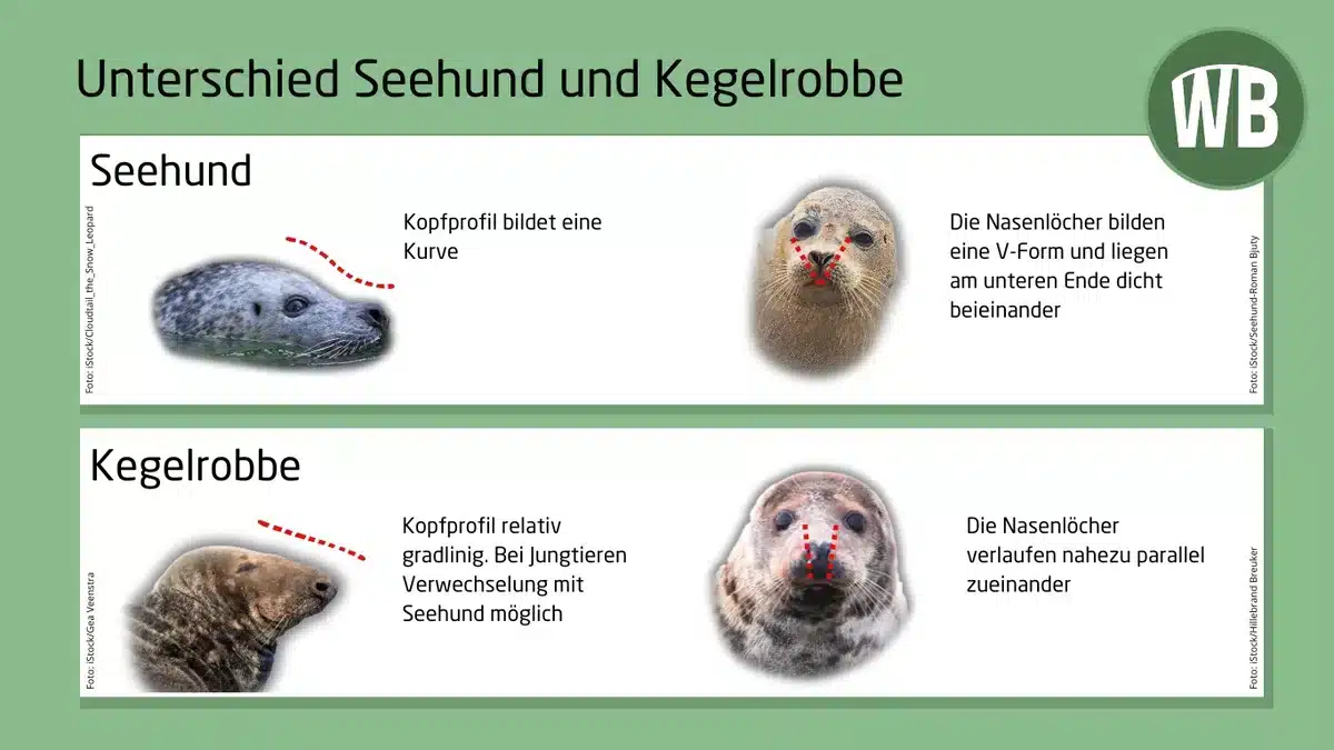 Kegelrobbe und Seehund Unterschied - Wildtiere Europa