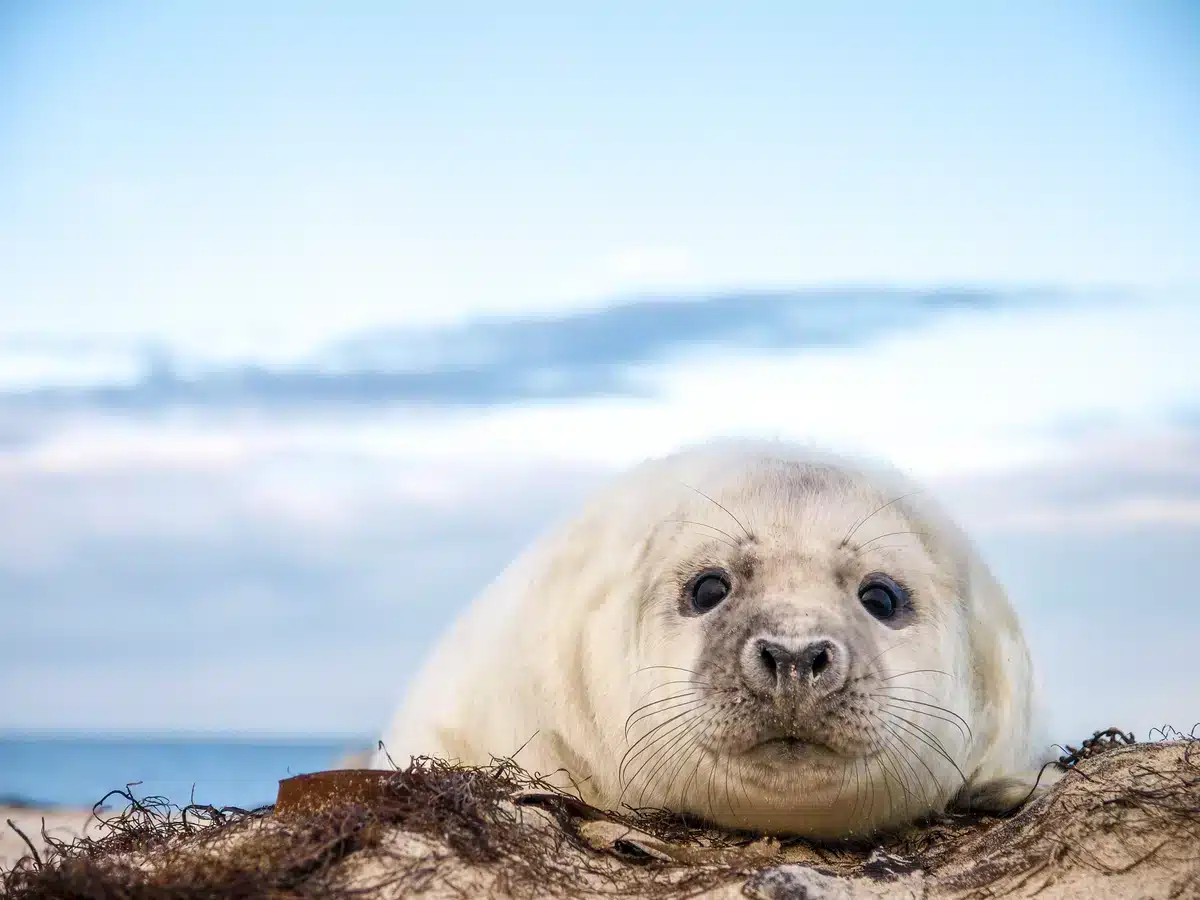 Kelgelrobbe in der Nordsee - Wildtiere in Europa