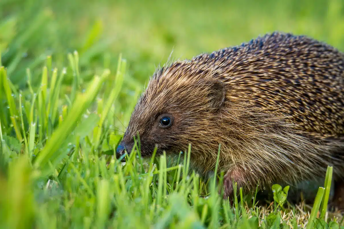 Können Igel bellen - Wildtiere in Europa