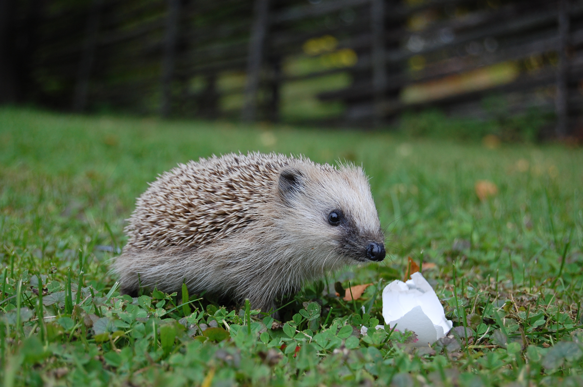 Legen Igel Eier - Wildtiere in Europa