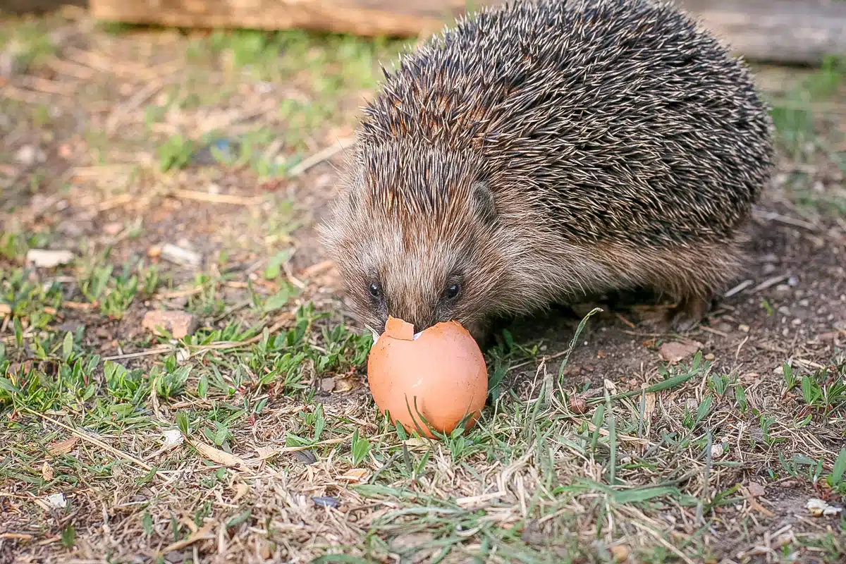 Legen Igel eigentlich Eier - Wildtiere in Europa