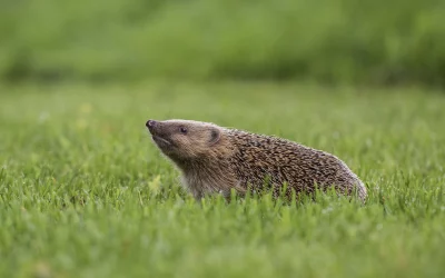 Machen Igel Löcher in den Rasen? – Das steckt dahinter