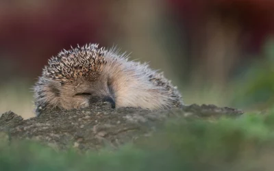 Mähroboter Igel – eine unsichtbare Bedrohung in der Nacht