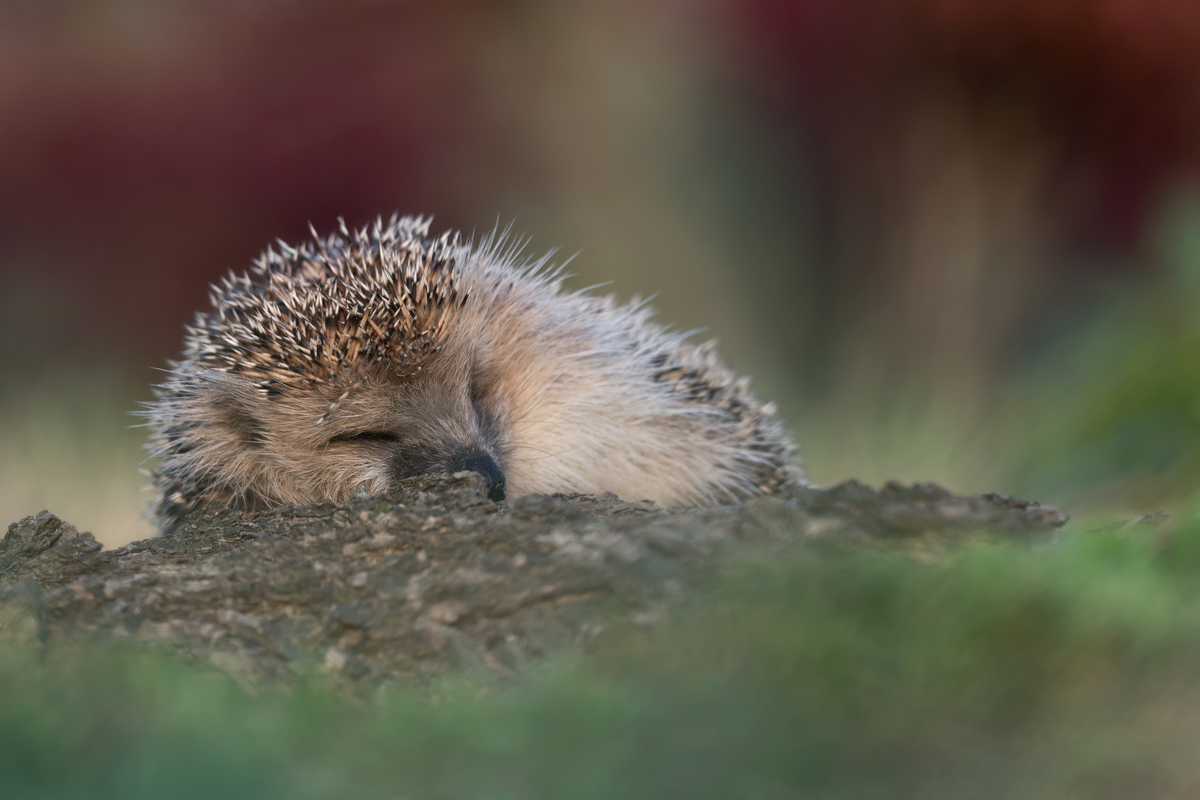 Mähroboter Igel - Wildtiere in Europa