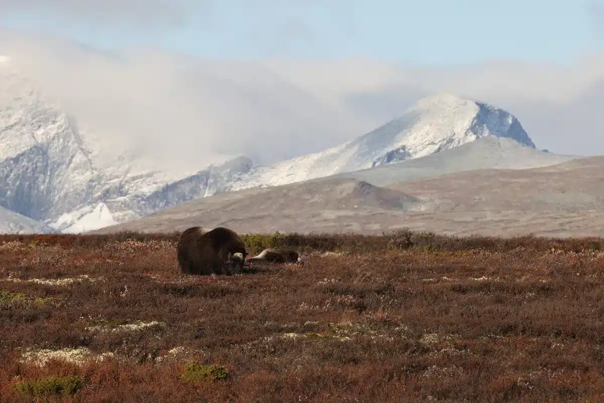 Moschusochse Dovrefjell - Wildtiere in Europa Moschusochse Dovrefjell - Wildtiere in Europa