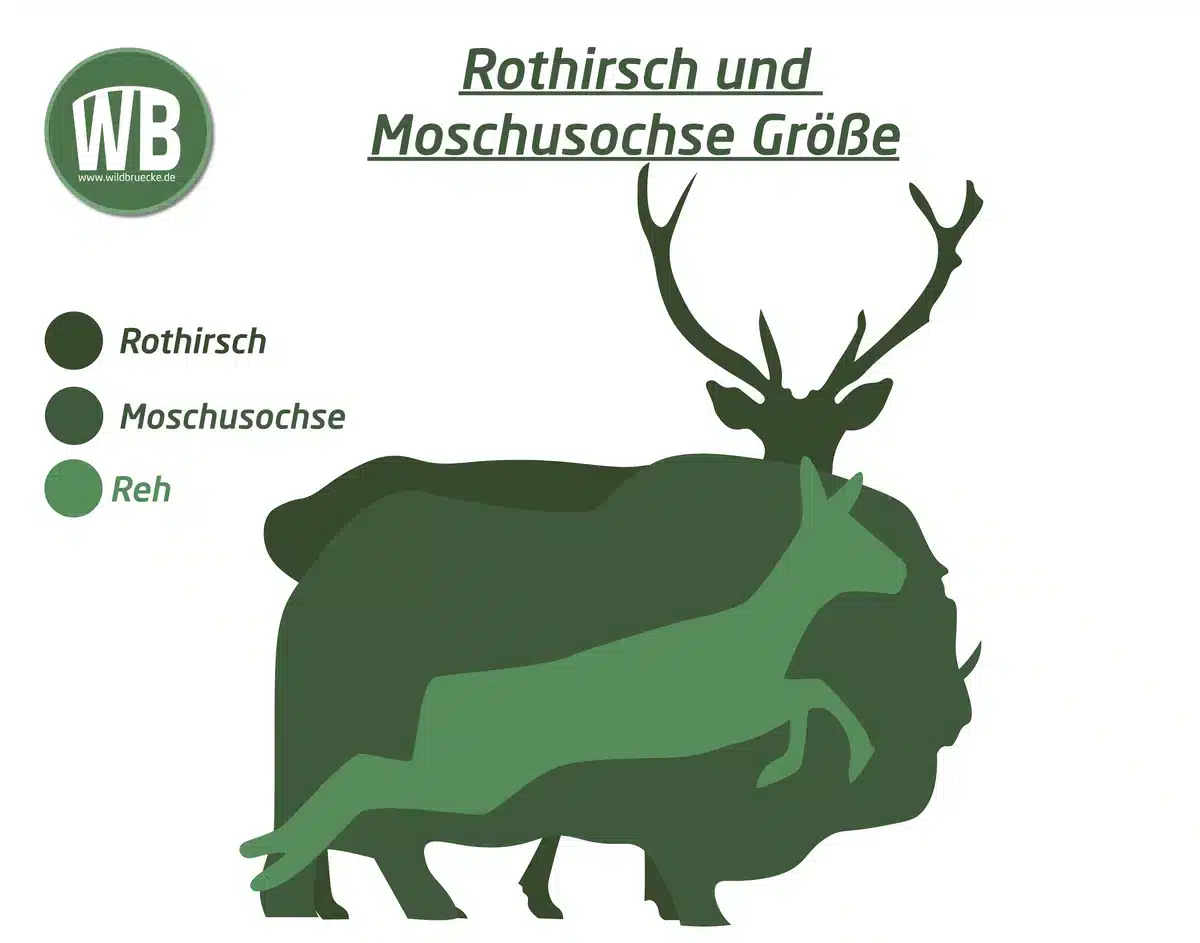 Moschusochse, Größe im Vergleich zum Reh und Hirsch - Wildtiere in Europa