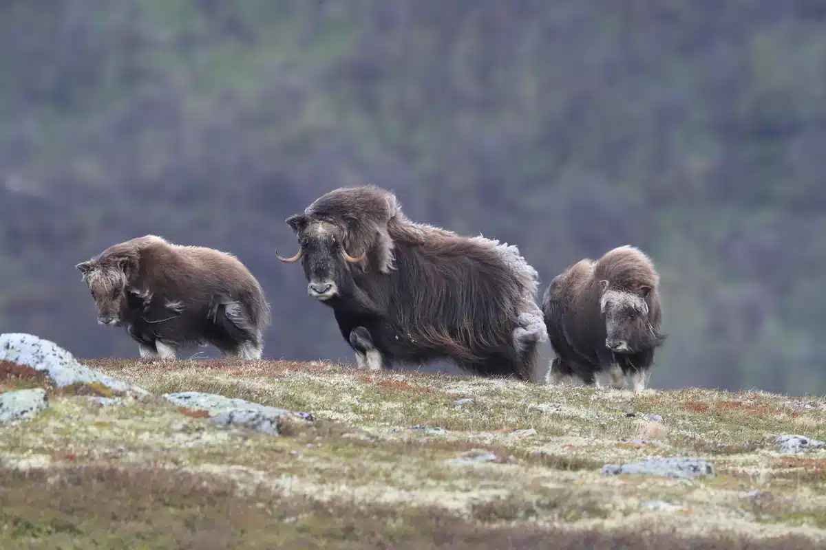 Moschusochse Kälber - Wildtiere in Europa