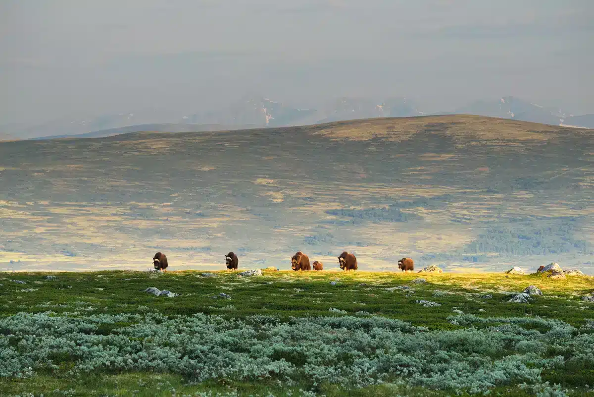 Moschusochse Lebensraum - Wildtiere in Europa Moschusochse Lebensraum - Wildtiere in Europa