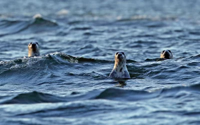 Die Ostsee Kegelrobbe – ein faszinierender Meeresbewohner