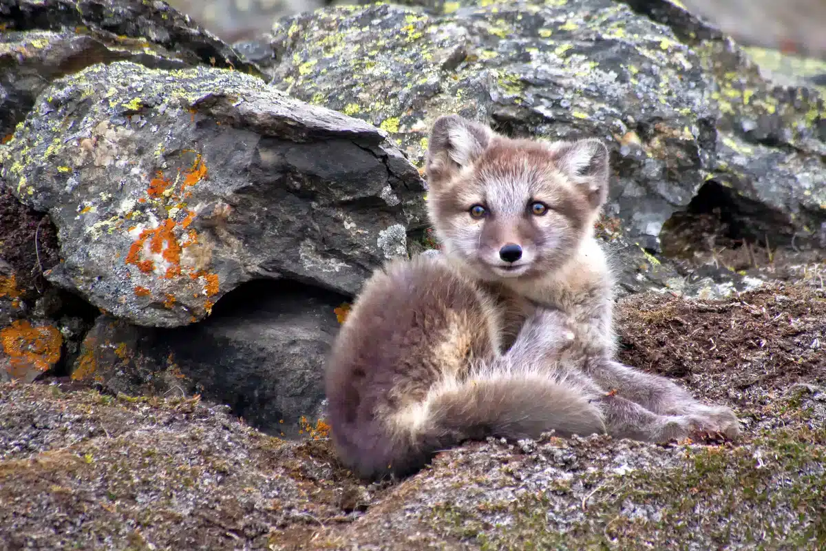 Polarfuchs Baby - Wildtiere in Europa
