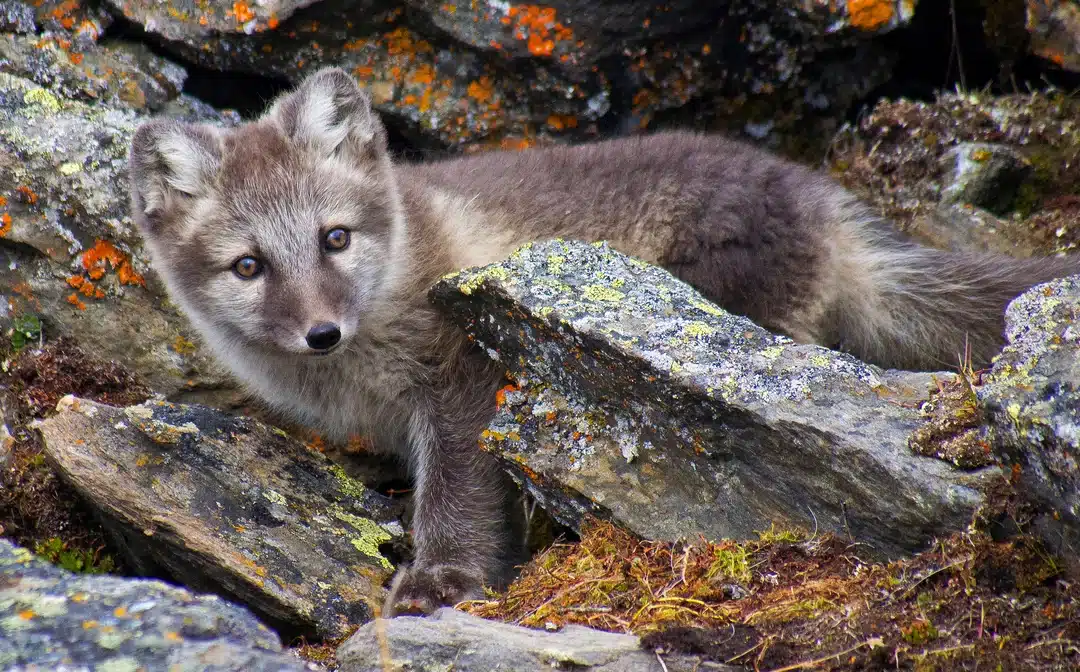 Polarfuchs Babys