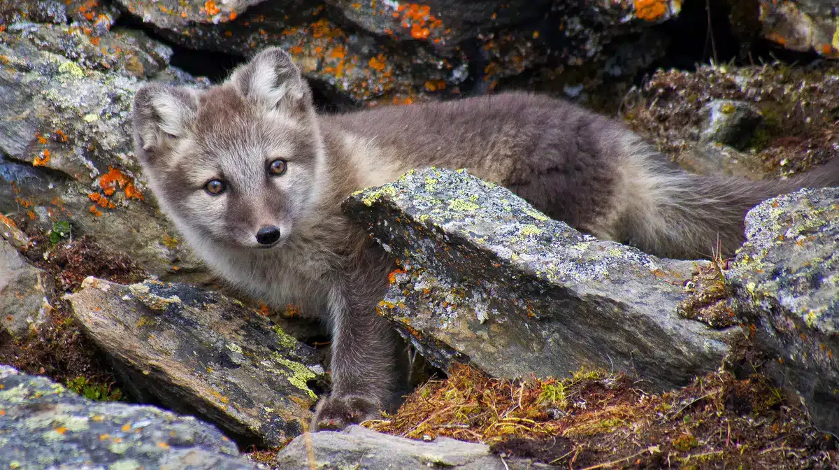 Polarfuchs Babys - Wildtiere in Europa Polarfuchs Babys - Wildtiere in Europa