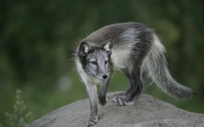Polarfuchs Nahrung