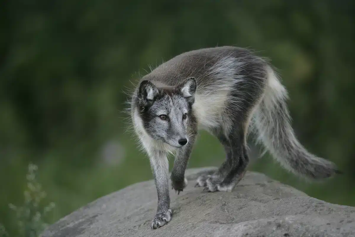 Polarfuchs Nahrung - Wildtiere in Europa Polarfuchs Nahrung - Wildtiere in Europa