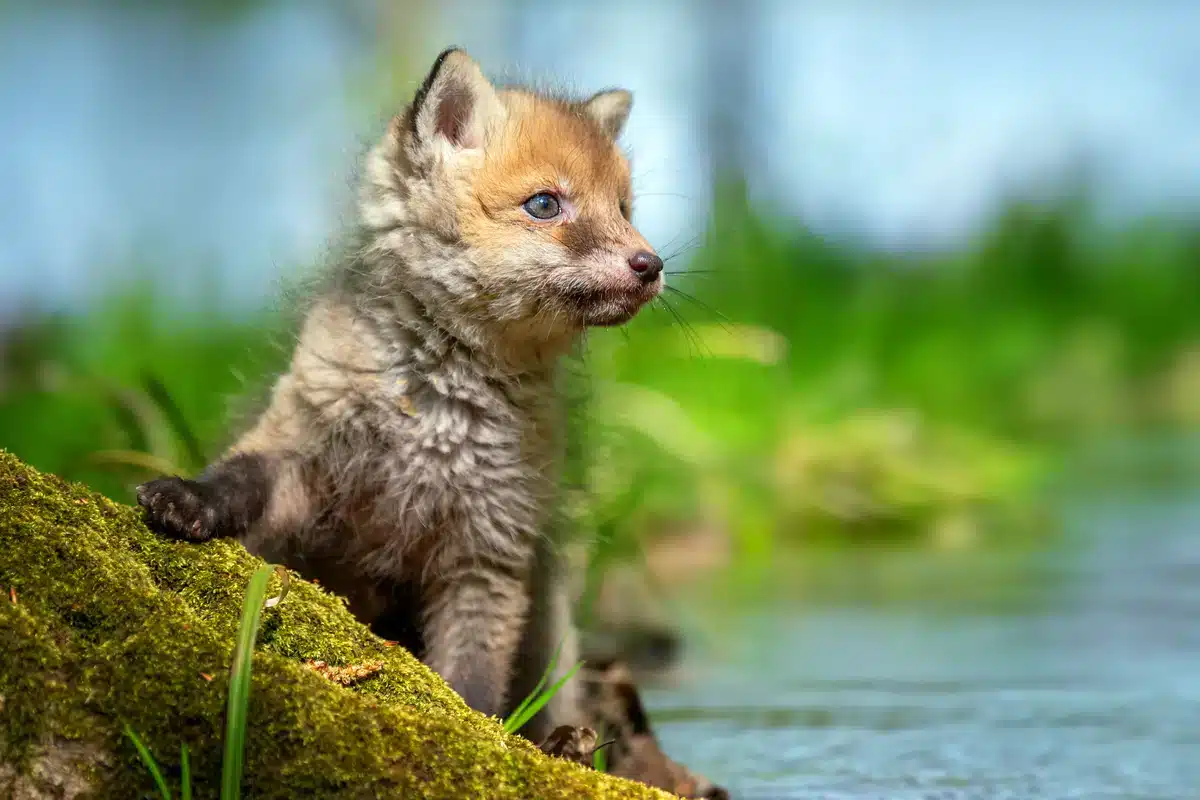 Rotfuchs Babys - Wildtiere in Europa