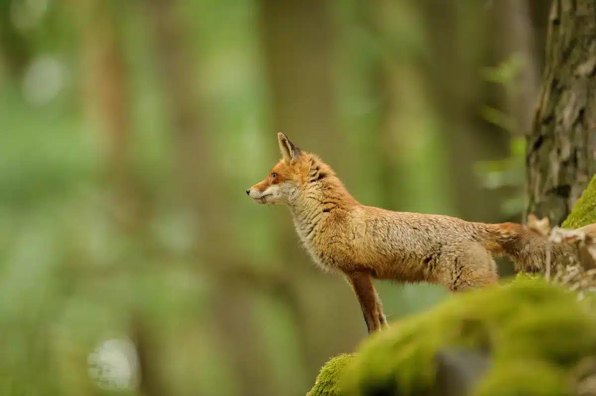 Rotfuchs Lebensraum - Wildtiere in Europa