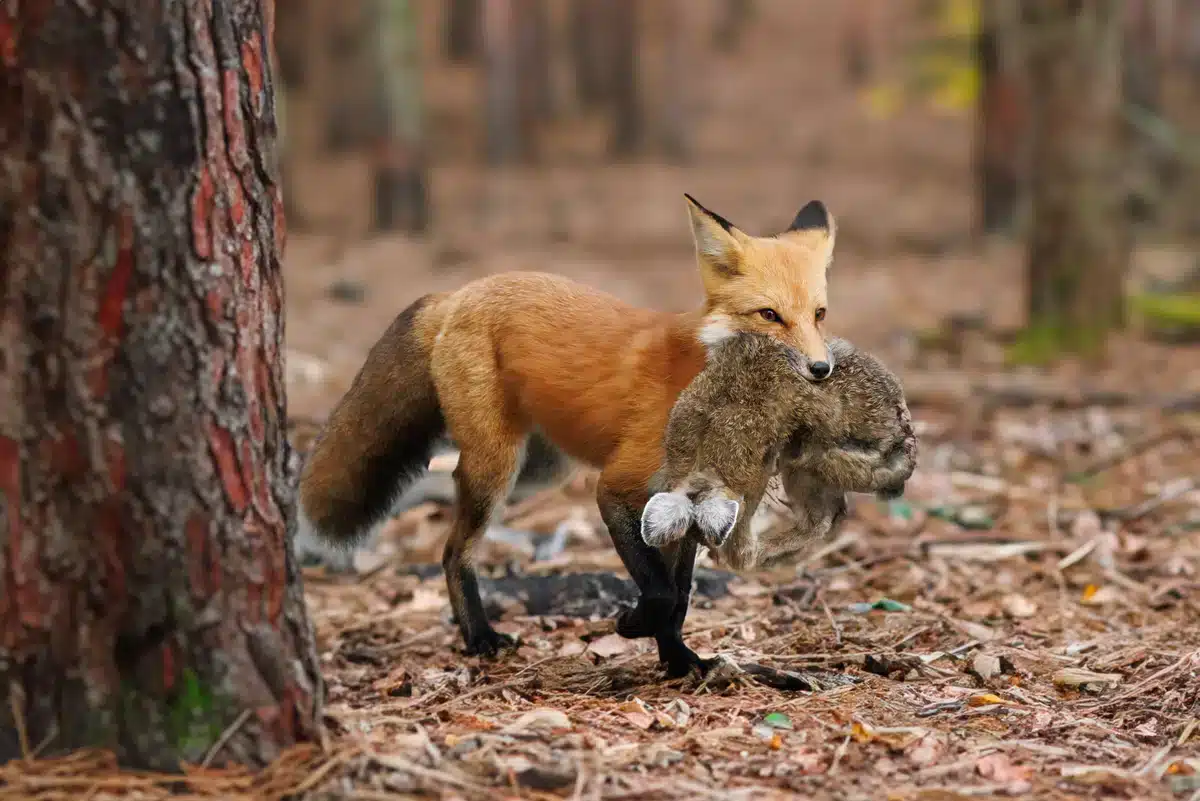 Rotfuchs Nahrung Feldhase - Wildtiere in Europa