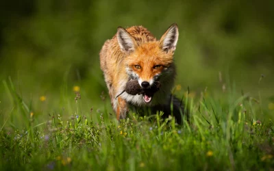 Rotfuchs Nahrung
