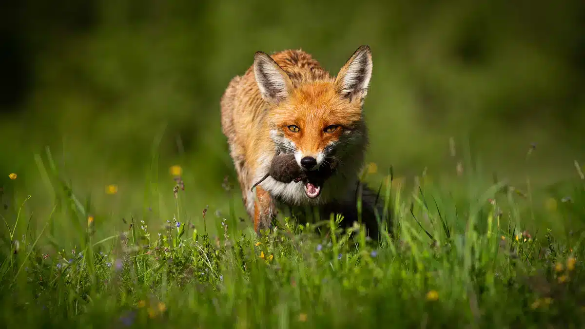 Rotfuchs Nahrung Mäuse - Wildtiere in Europa Rotfuchs Nahrung Mäuse - Wildtiere in Europa