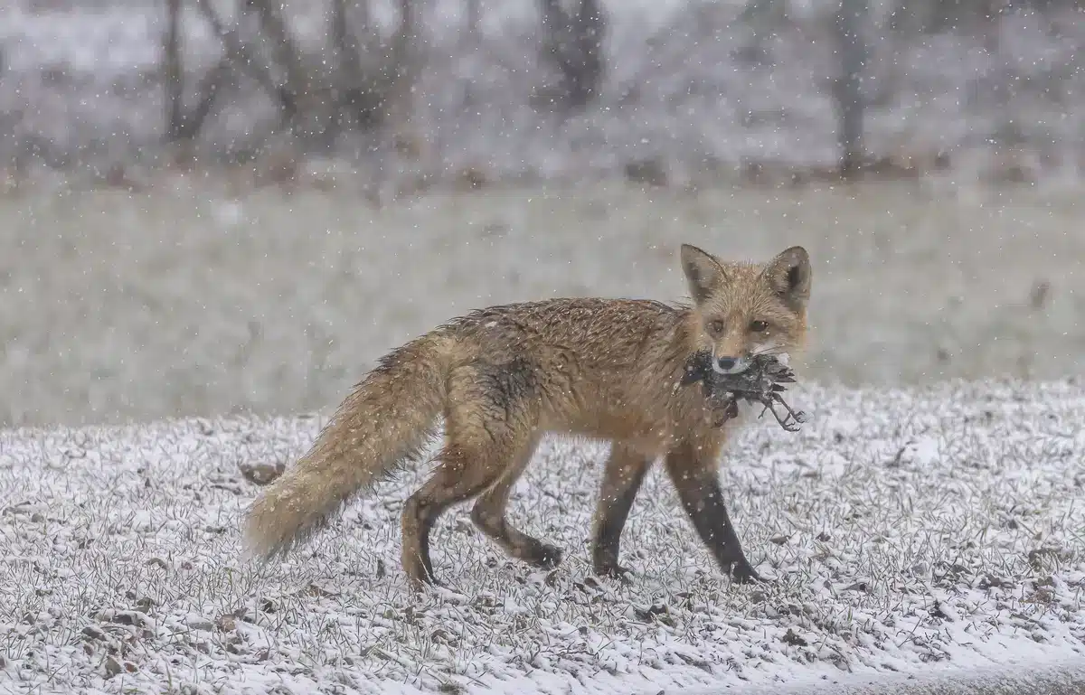 Rotfuchs Nahrung Vögel - Wildtiere in Europa
