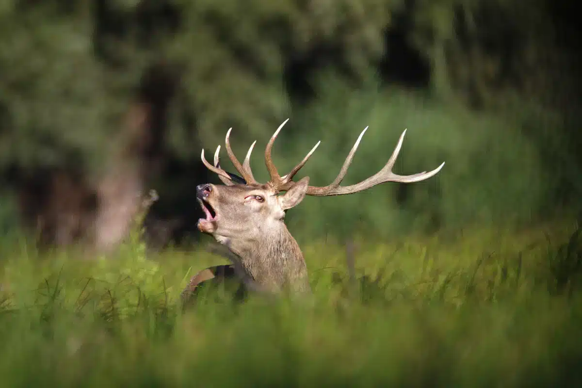Rothirsch Brunft Geräusche - wildtiere in Europa