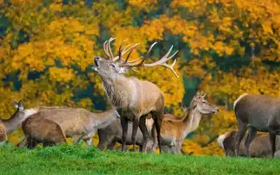 Rothirsch Brunft: Das beeindruckende Schauspiel der Natur
