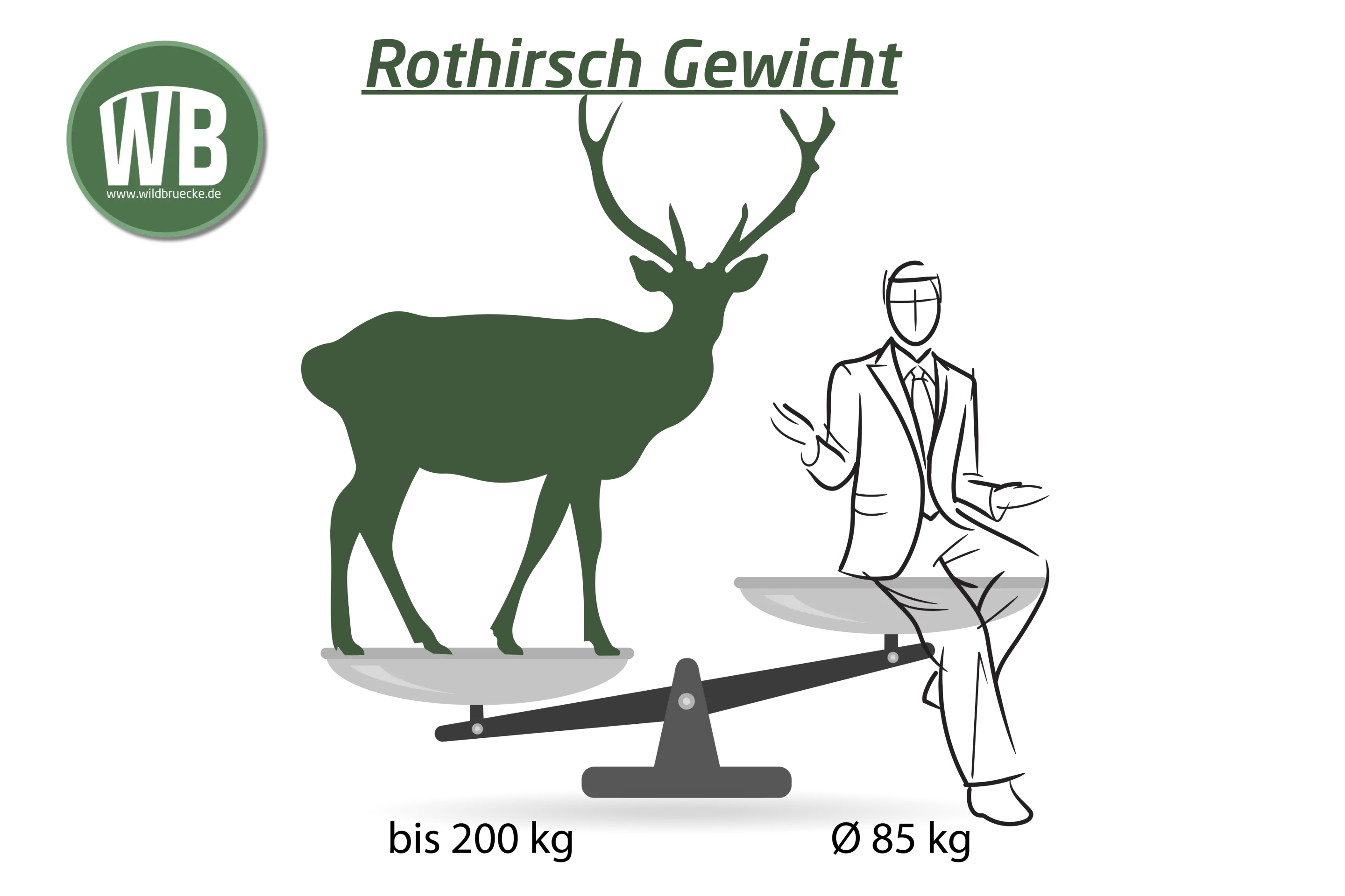 Rothirsch Gewicht - Wildtiere in Europa