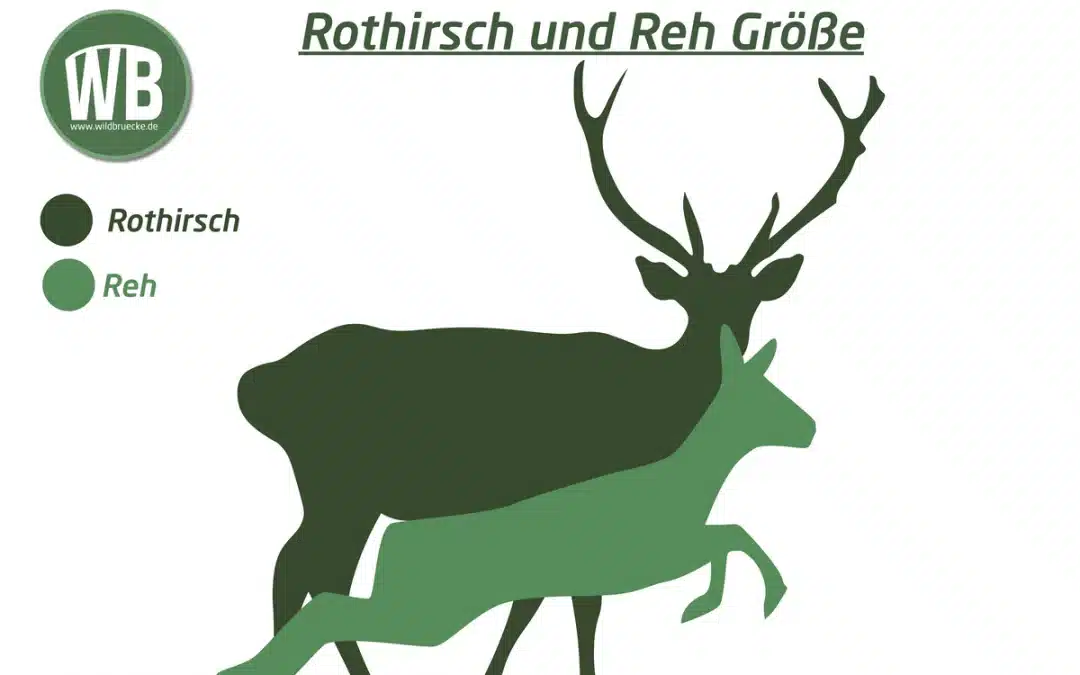 Größe Rothirsch: Wie groß wird Europas größtes Wildtier?