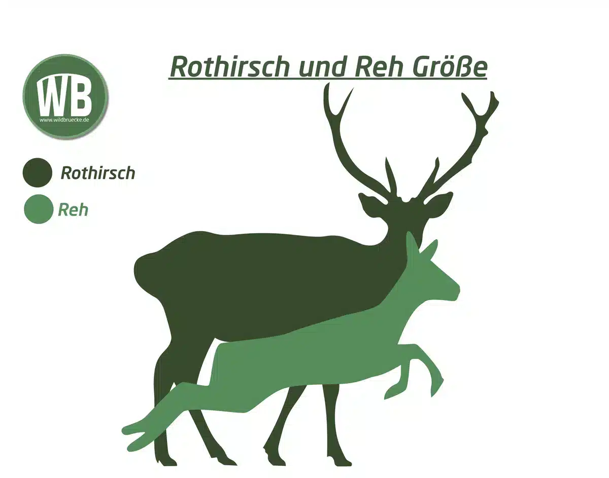 Rothirsch Größe im Vergleich zum Reh - Wildtiere in Europa