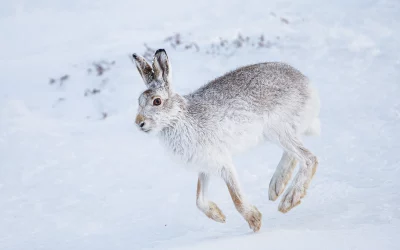 Die Schneehase Feinde: Wer bedroht dieses faszinierende Tier?