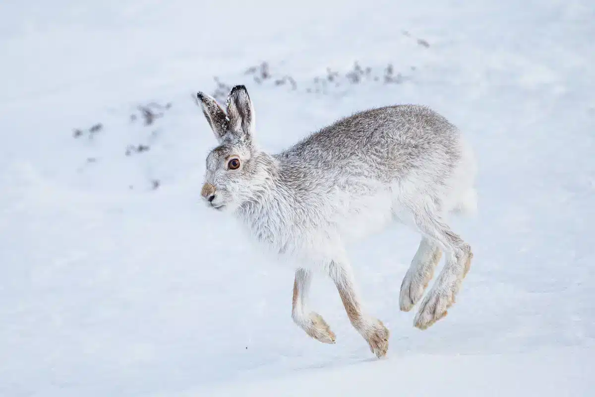 Schneehase Feinde - Wildtiere in Europa Schneehase Feinde - Wildtiere in Europa