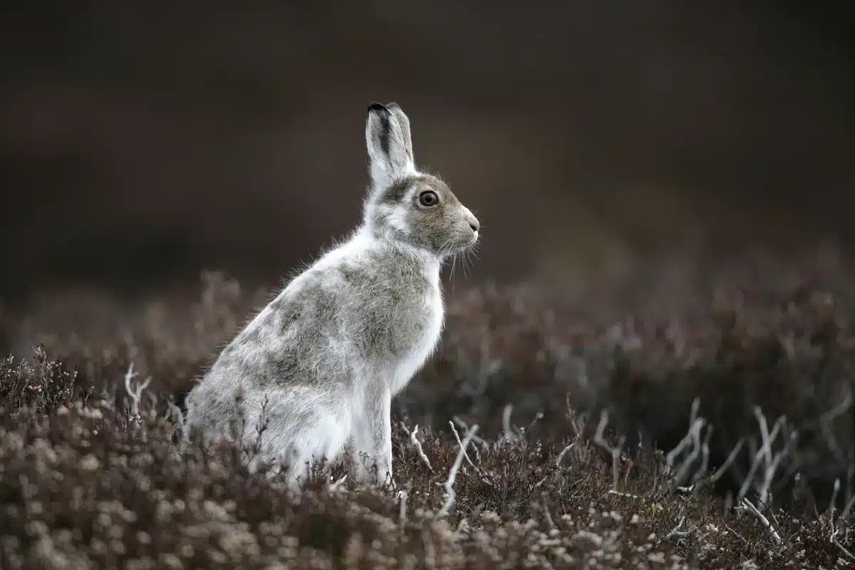 Schneehase Lebensraum - Wildtiere in Europa Schneehase Lebensraum - Wildtiere in Europa